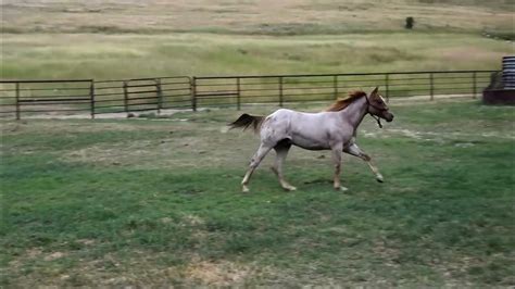 Pepto Wears Prada Quarter Horse 